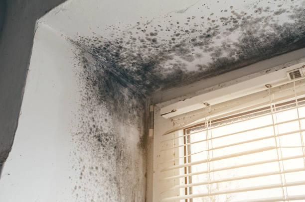 Affordable Crawl Space Mold Removal solutions in Onemo, VA